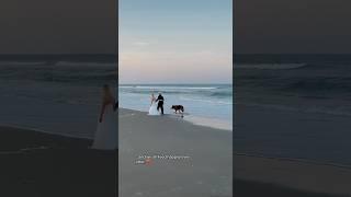#germanshepherd #dog