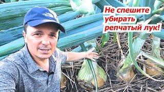 Основные визуальные признаки, что лук пора убирать!