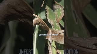 What causes brown leaves out in corn fields?
