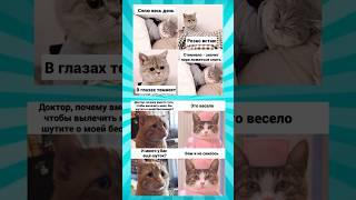 Мемасики про котиков часть 354 #meme #funny #shorts