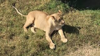 Молодая львичка учится делать перекличку! Тайган A young lioness learns to do roll call! Taigan