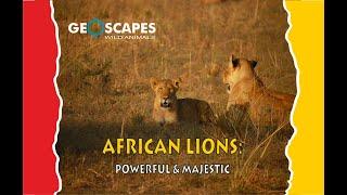 African Lions : Powerful and Majestic #geoscapes #geographicscapes