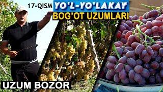 YOʻL-YOʻLAKAY 17-QISM. BOG'OT UZUMLARI