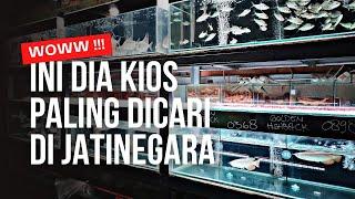 INI DIA KIOS PALING DICARI DI JATINEGARA !!! UPDATE HARGA IKAN PREDATOR DAN TANKMATE DI JATINEGARA