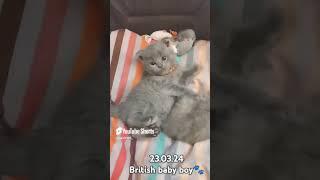 British & Scottish . #britishcat #britishshorthair #babycat #scottishfold #котенок