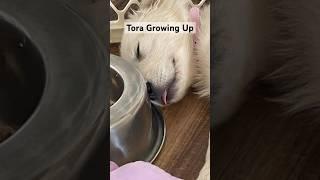 Tora growing up