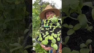 TRY THIS for pests in your garden.  #growveg #growsomefood #  #vegetablegardening #pests