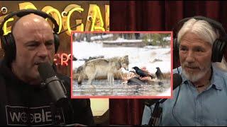 The Interesting Relationship Between Ravens And Wolves! - JRE Dan Flores