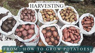 Harvest from my 'How To Grow Potatoes!' video! (Full Harvest!)