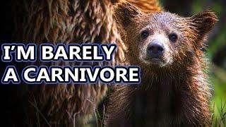 Bear facts: do you know all the bear species? | Animal Fact Files