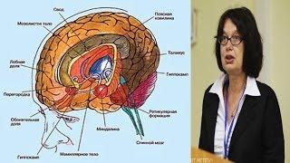 Структуры мозга - Татьяна Строганова