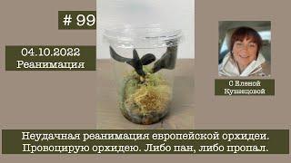 # 99 Неудачная реанимация европейской орхидеи. Провоцирую орхидею. #лечениеорхидей