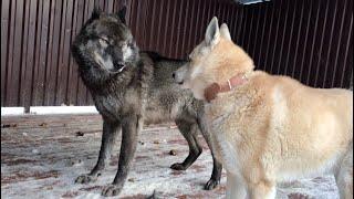 Сенсация, АКЕЛА НЕ ПРОМАХНУЛСЯ, Вязка ВЕКА ВОЛКА И ЗАПАДНОСИБИРСКОЙ ЛАЙКИ.