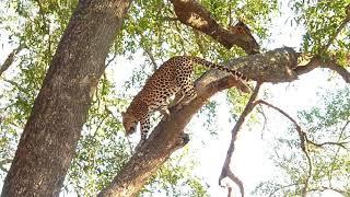 Leopard climbs tree - Sabi Sands Reserve - Kruger South Africa