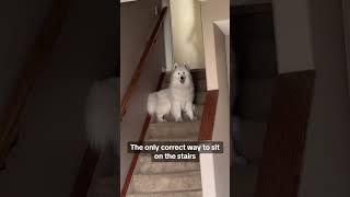 This is the only correct way to sit on stairs!