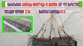  Выкапываю САЖЕНЦЫ ВИНОГРАДА ИЗ ШКОЛКИ. Очень ПРОСТОЙ СПОСОБ! Что делать с саженцами осенью?