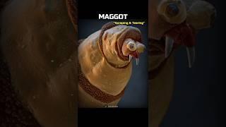 Insects, but their faces get scarier!  #Shorts #Insects #Biology #Nature #Earth #Science