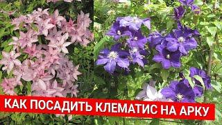 Как посадить клематис на арку