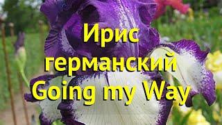 Ирис германский Гоуинг май Вэй. Краткий обзор, описание характеристик iris germanica Going my Way