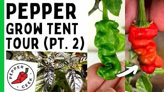 Pepper Geek Hot Pepper Grow Tent Tour (Part 2) - New Grow Light!