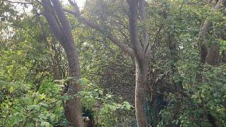 Forest GARDEN tour Latest! Far North food forest #garden #foodforest #gardentour