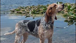 SPEAK. Ep58: The American English Coonhound (Redtick Coonhound)