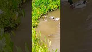 Ducks are swimming in pool #shorts #viral #duck #animals #trending #animalsshortsvideos