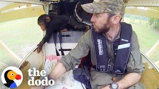 Baby Chimp Sits In Guy's Lap While They Fly To Safety | The Dodo