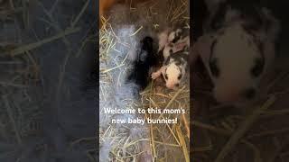 Another ADORABLE set of baby bunnies ️ #babyanimals