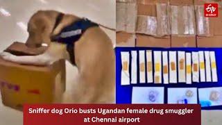 Sniffer dog Orio busts Ugandan female drug smuggler at Chennai airport