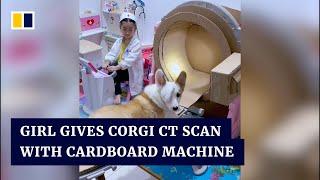 Chinese girl plays doctor giving corgi CT scan with cardboard machine