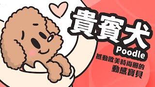 狗與鹿 ｜犬種的故事＃3  貴賓犬｜原本被訓練來挖松露，卻誤打誤撞成為時尚寵物網紅