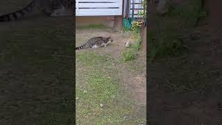 Кот охотится на птиц  Feral cat hunting birds  Kucing lucu 猫 Gato gracioso 面白い Lustige katze 面白い猫