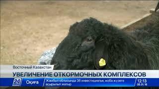 Количество откормочных площадок увеличилось в Восточном Казахстане