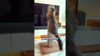 Transform Your Home into a Cat Paradise