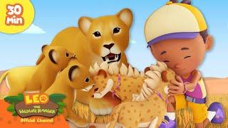 FIERCE MOTHER LION LOVES HER BABIES!  | Mighty Animals | Leo the Wildlife Ranger | Kids Cartoons