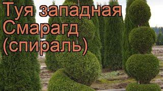 Туя западная Смарагд (спираль)  обзор: как сажать, саженцы туи Смарагд (спираль)