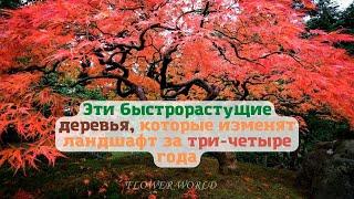 Эти быстро растущие деревья, изменят ландшафт за три четыре года.