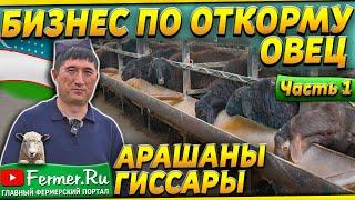 150 тонн баранины в год! Овцы на откорме. Устройство откормочника для овец. Рацион и содержание овец