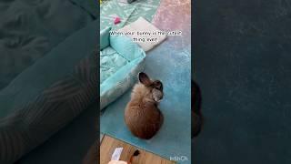 My bunny is so cute #shorts#viral#trending#bunny#bunnyboy#bunnies#petrabbit#pets#animals#petbunny