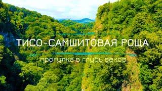 СОЧИ / ХОСТА / ТИСО-САМШИТОВАЯ РОЩА / путешествие в глубь веков