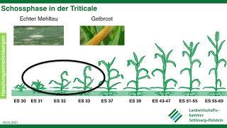 Krankheiten in der Wintertriticale, Frühjahr 2021, LKSH