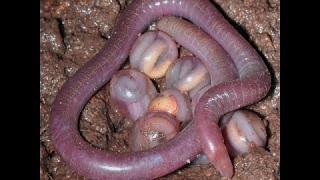 Worms - Earth Documentary (Earth Worms, Sea Worms, All Worms) Earth Documentaries