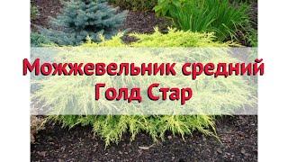 Можжевельник средний Голд Стар  Обзор: посадка и уход. саженцы, крупномеры: описание и особенности