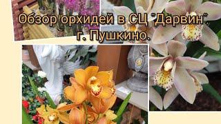 Обзор орхидей в СЦ "Дарвин", г. Пушкино#обзор#original#plants#orchid#цветы