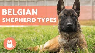 TYPES OF BELGIAN SHEPHERD - Names and Information