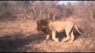 Matimba Male Lions reuniting