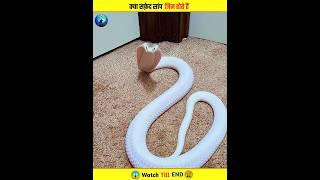 Reality Of White Snake  | क्या सफ़ेद सांप जिन्नात होते हैं या नहीं | #shorts