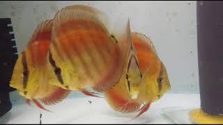 Red Cover(Original) Discus