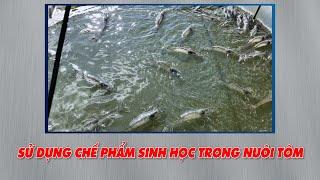 Sử dụng chế phẩm sinh học trong nuôi tôm - thủy sản
